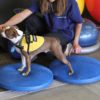 FitPAWS® Balance Discs - Zen Dog RI