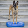 CanineGym® K9FITbone - Zen Dog RI
