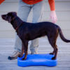 CanineGym® K9FITbone - Zen Dog RI