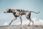 Trail harness - Zen Dog RI